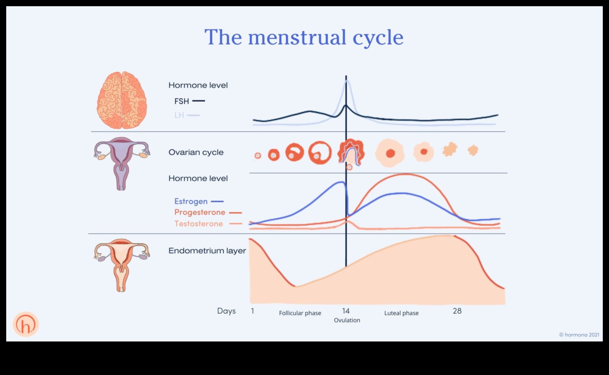 Vai diēta ar zemu tauku saturu var atbalstīt sieviešu hormonālo līdzsvaru?